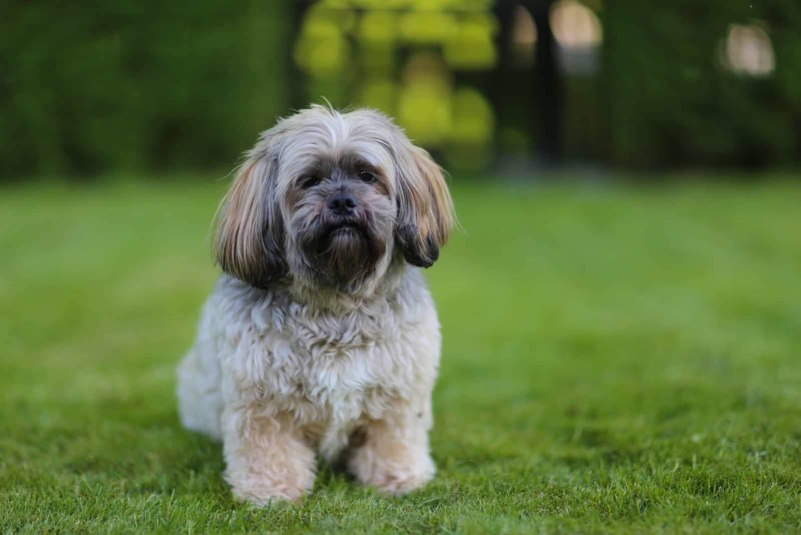 Lhasa Apso standing on grass