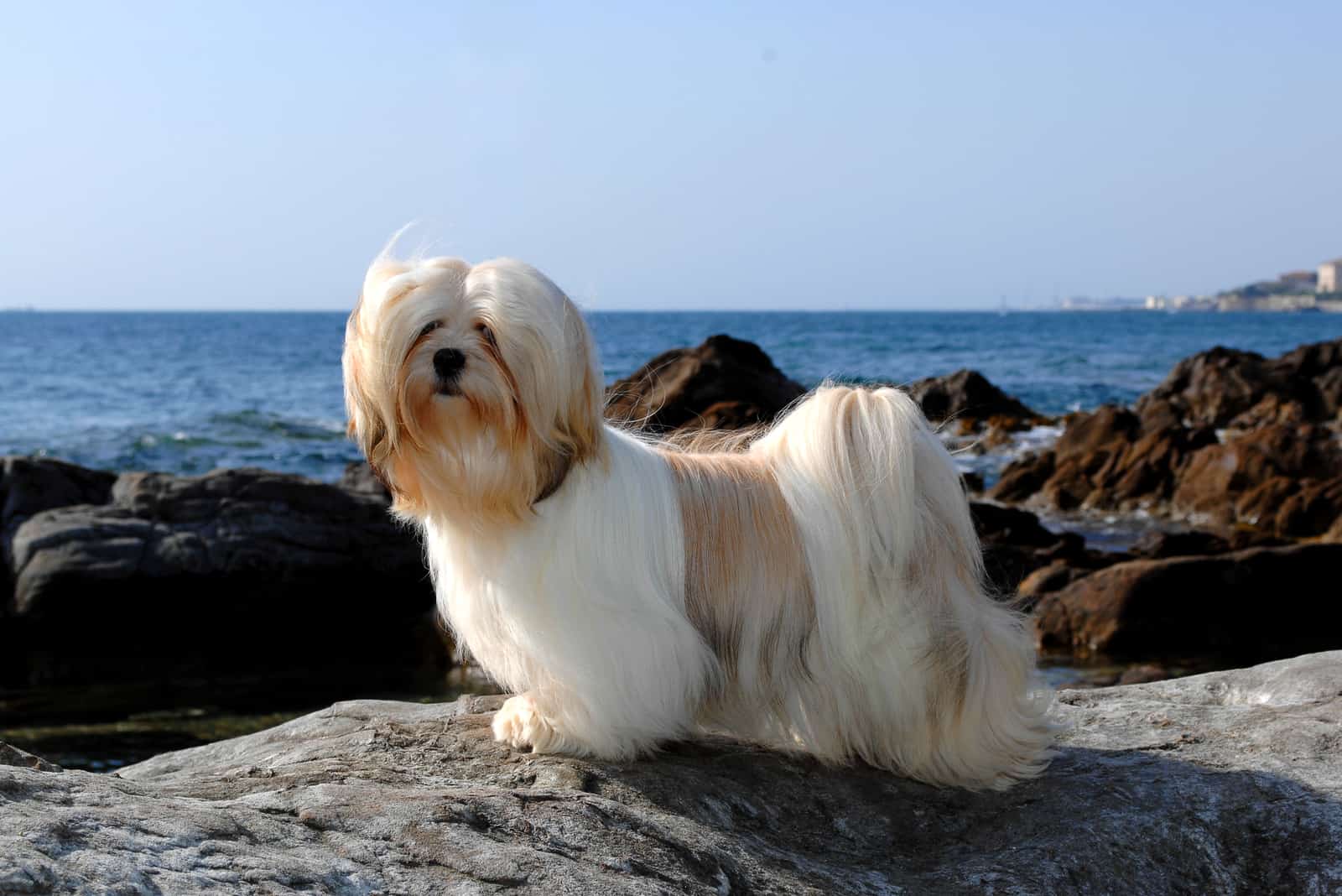 Lhasa Apso standing on rocks