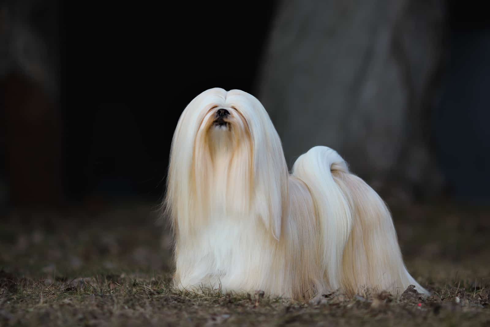 Lhasa Apso standing outside