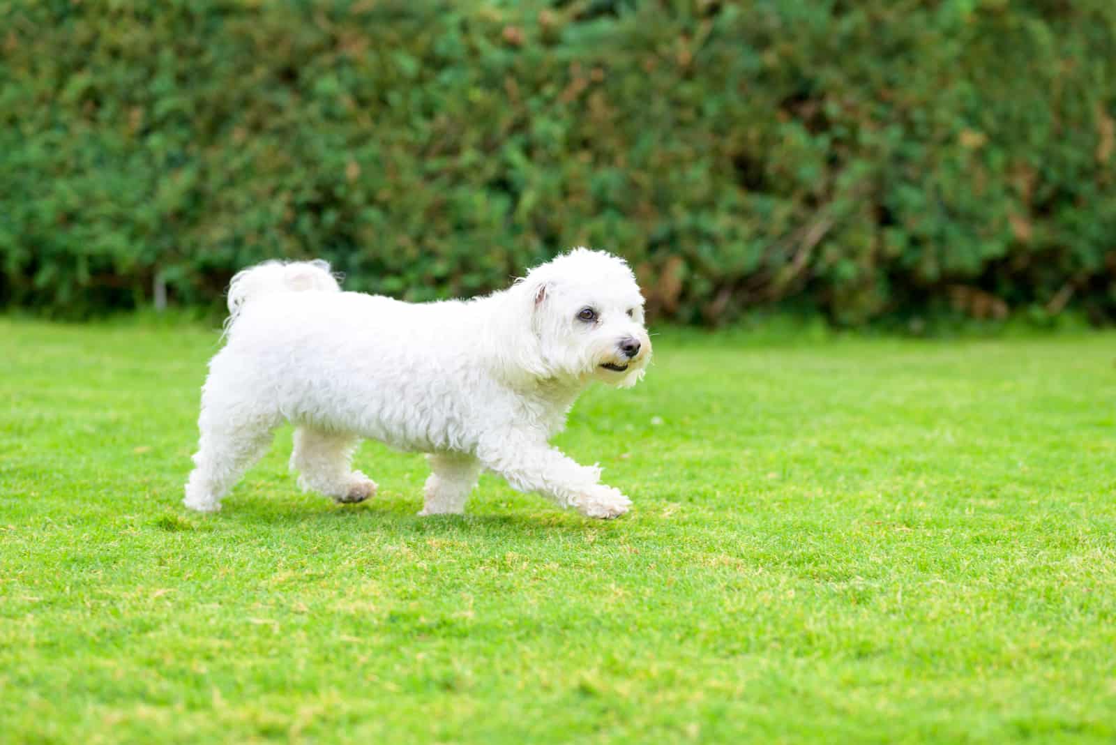 Little white Havanese dog enjoying playing in a lush green garden