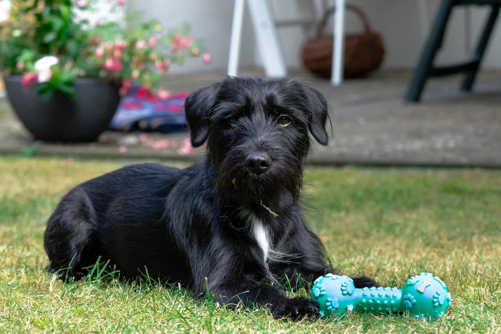 Miniature Schnauzer Dog on lawn looking at camera with toy