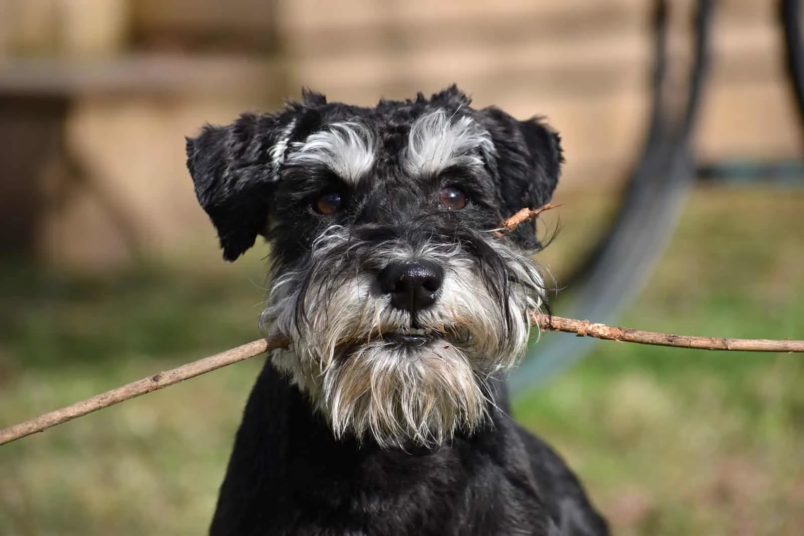 Miniature Schnauzer holding a piece of wood in mouth