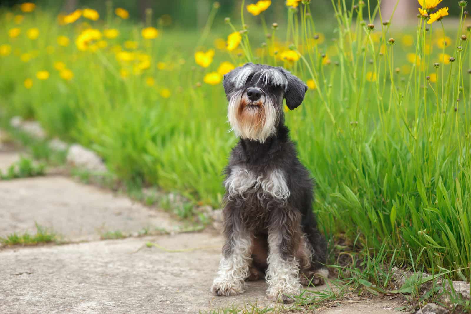 Miniature Schnauzer sitting outdoor