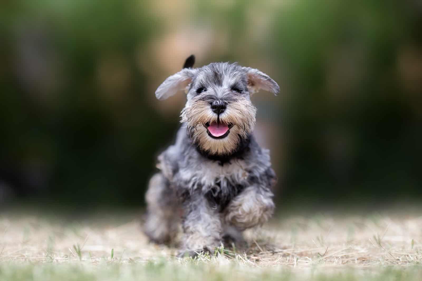 Miniature puppy Schnauzer running