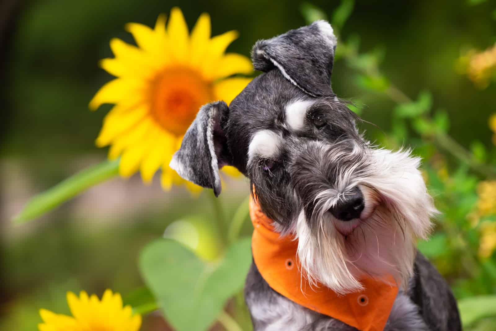 Miniature schnauzer dog posed with bright yellow and orange sunflowers