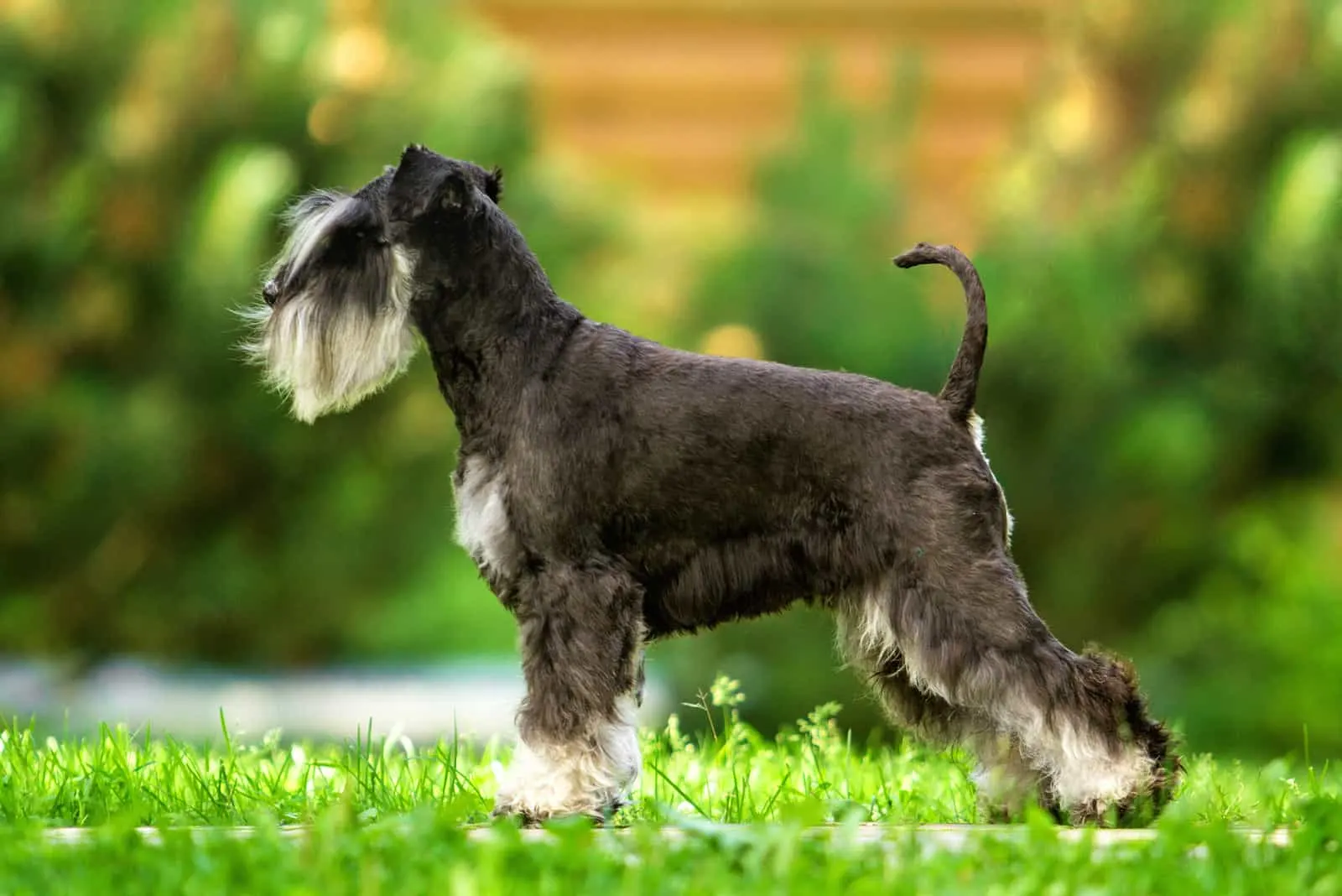 Miniature schnauzer standing on the green grass at sunny day