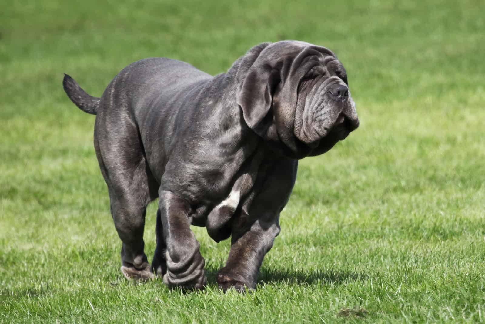 Neapolitan Mastiff moving on grass