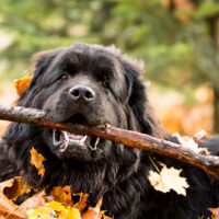 newfoundland holding a branch in mouth