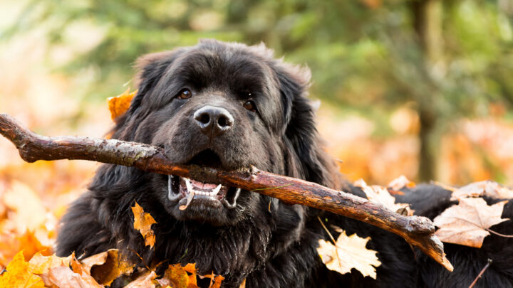 Newfoundland Growth Chart: Do They Ever Stop Growing?