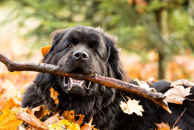 newfoundland holding a branch in mouth