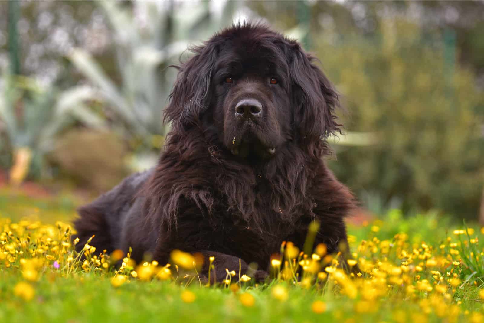 Newfoundland lies in the green grass