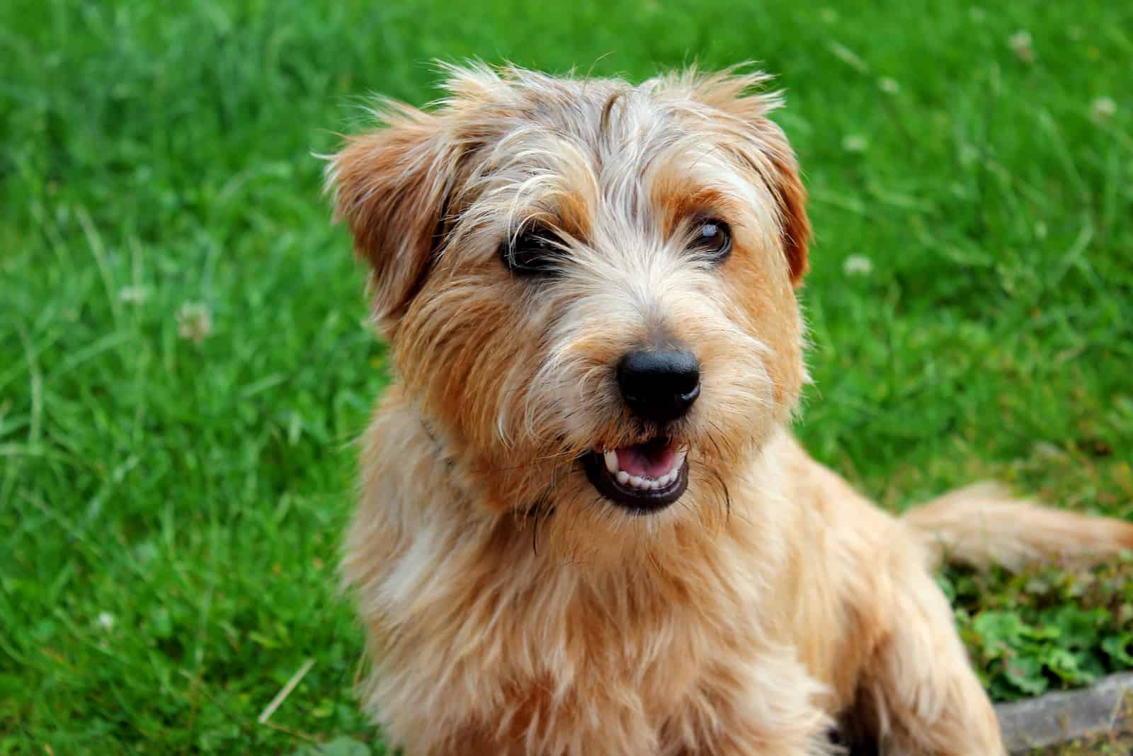 Norfolk Terrier sititng on grass