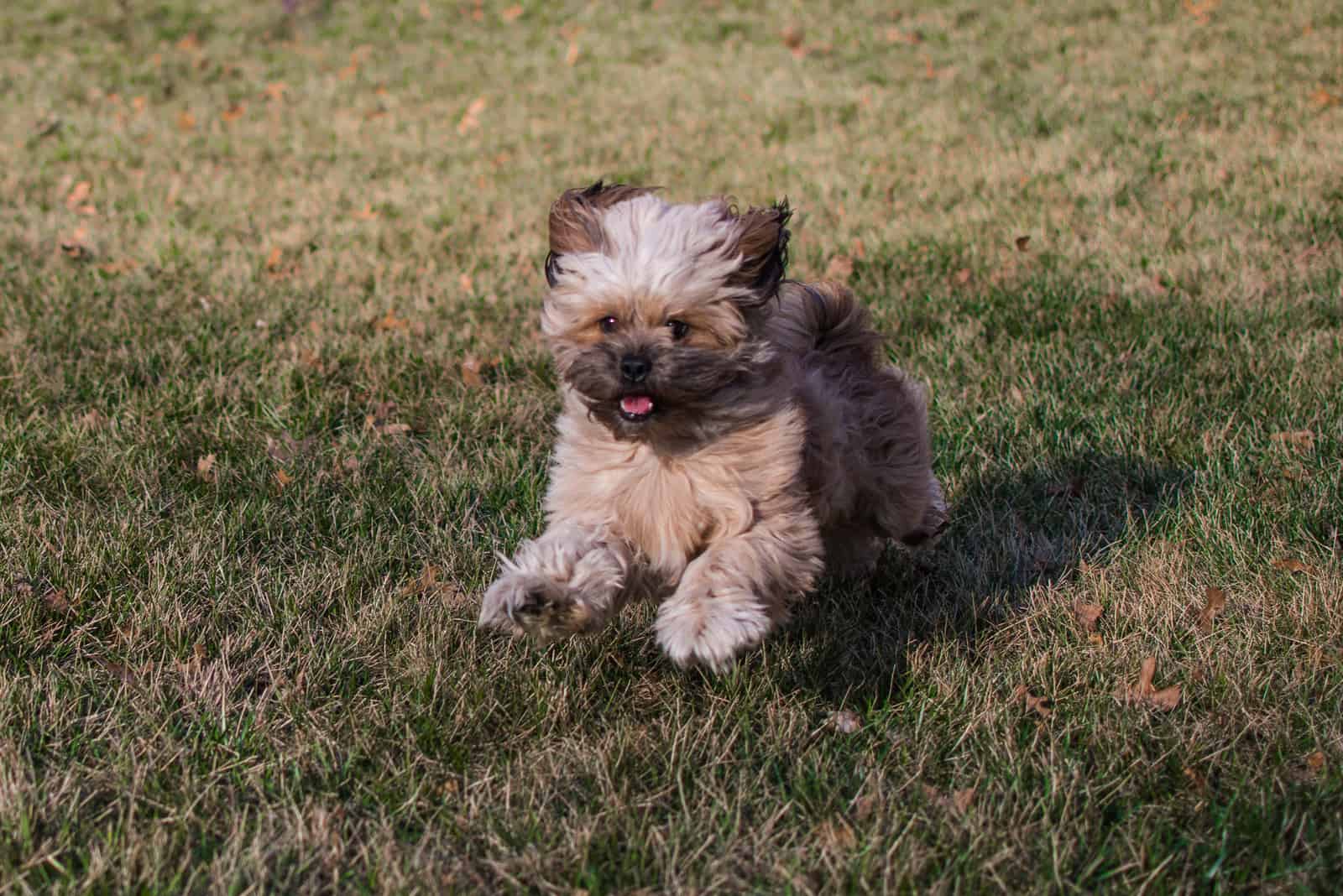 Peekapoo dog running on the grass