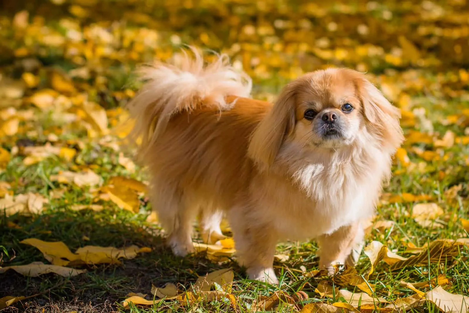 Pekingese stands in the park