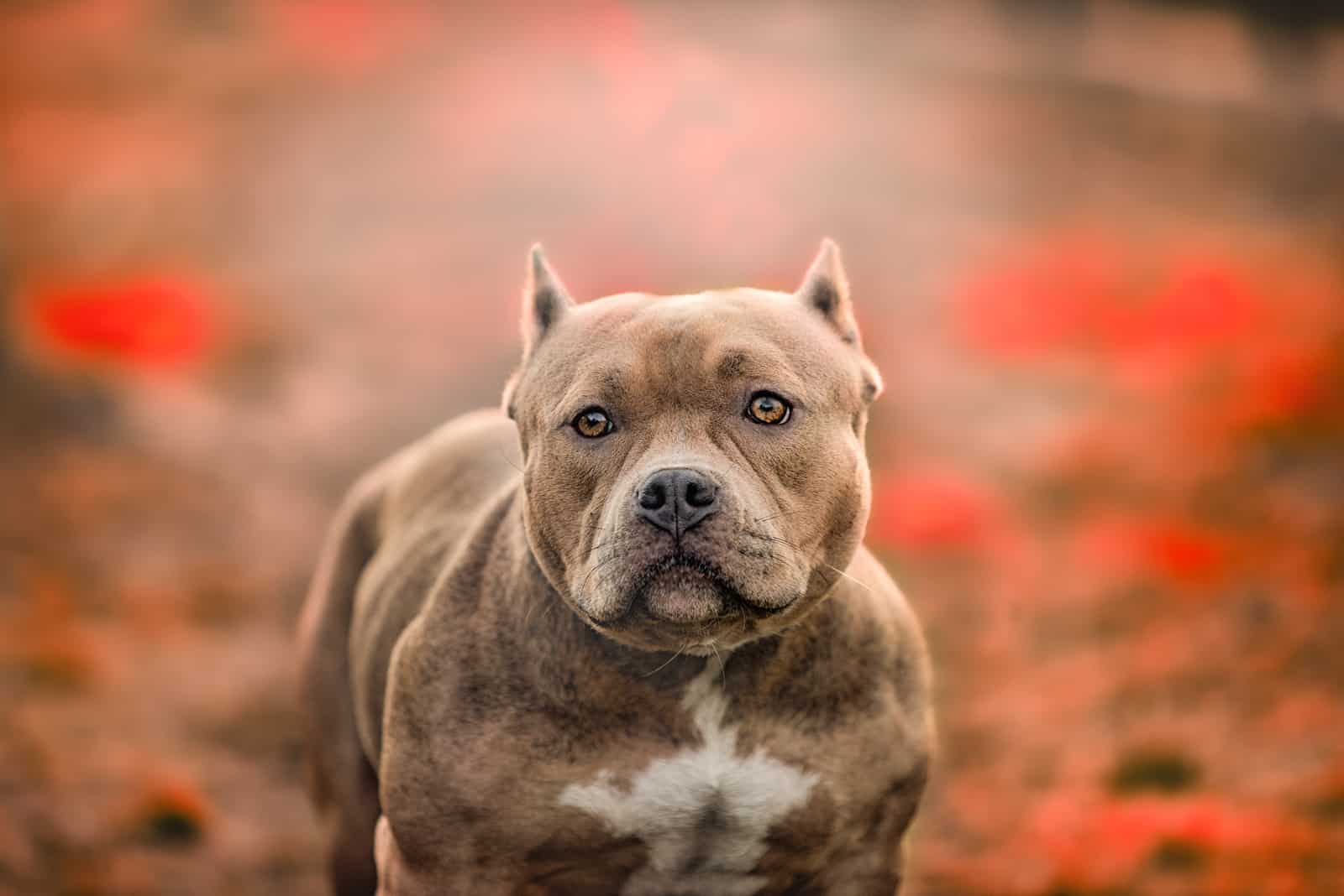 Pit Bull Terrier