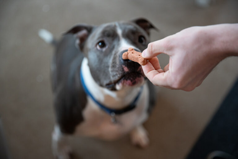 Pitbull Feeding Chart: How Much Should A Pitbull Eat