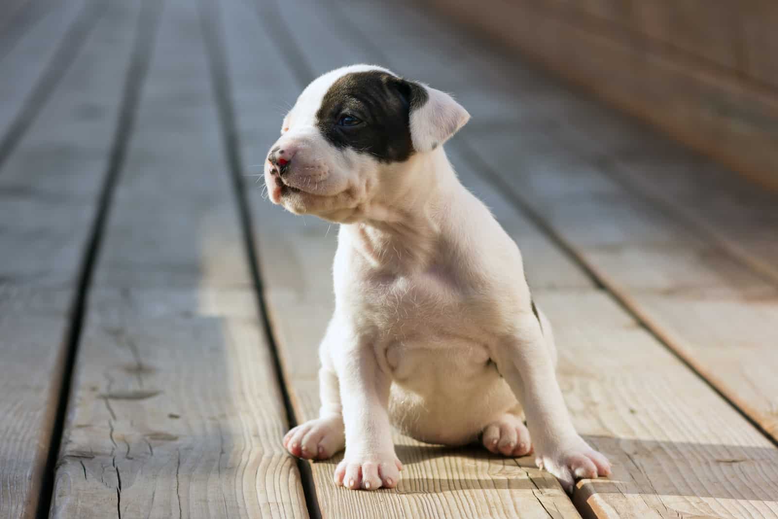 Pitbull puppy sitting outside
