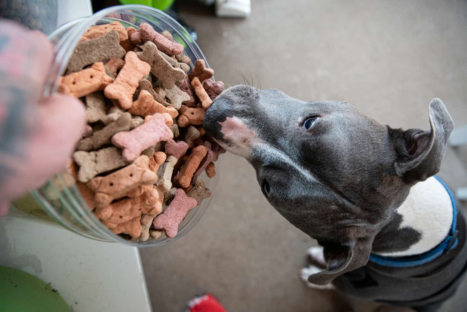 Pitbull waiting for his food