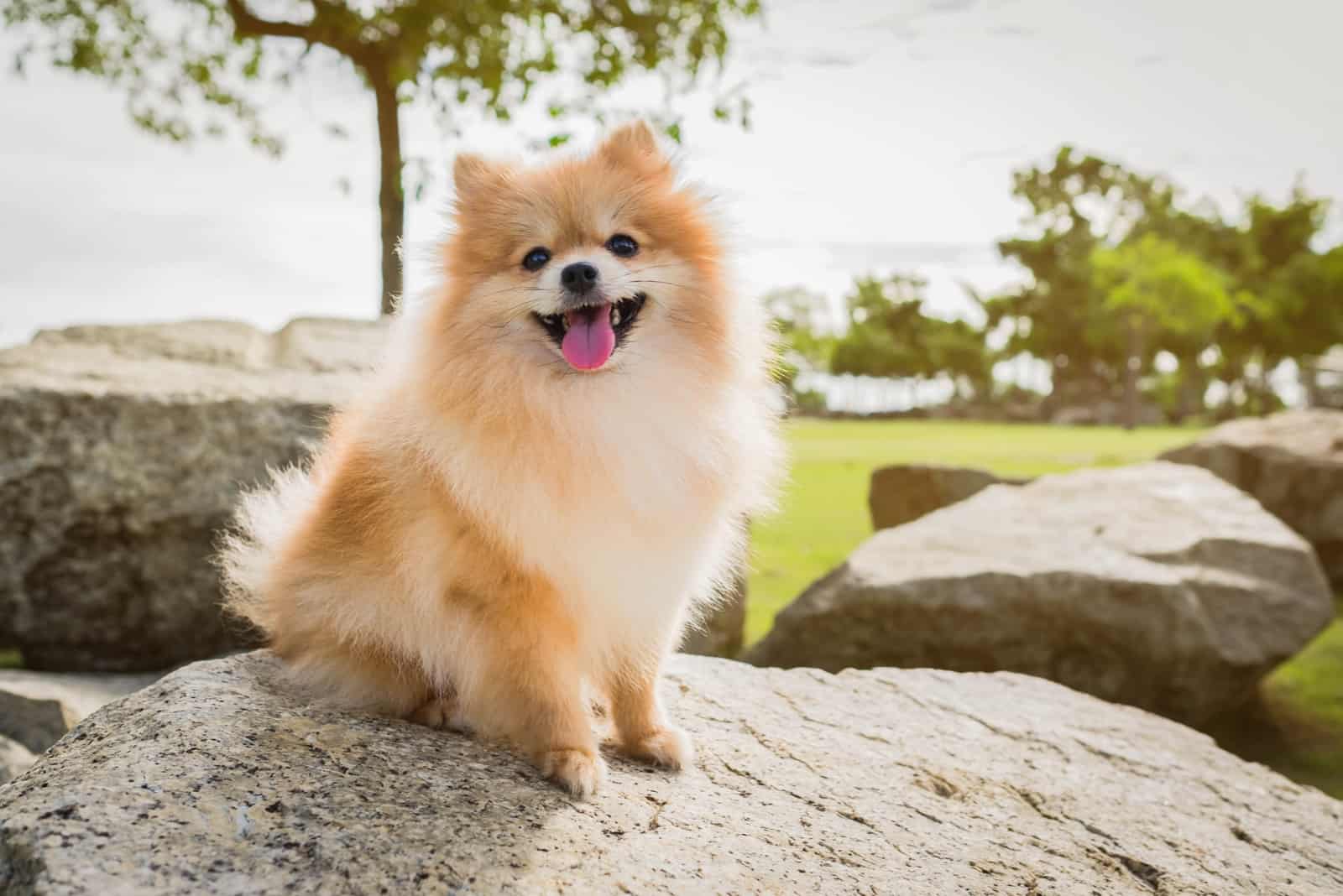 Pomeranian sitting on rock