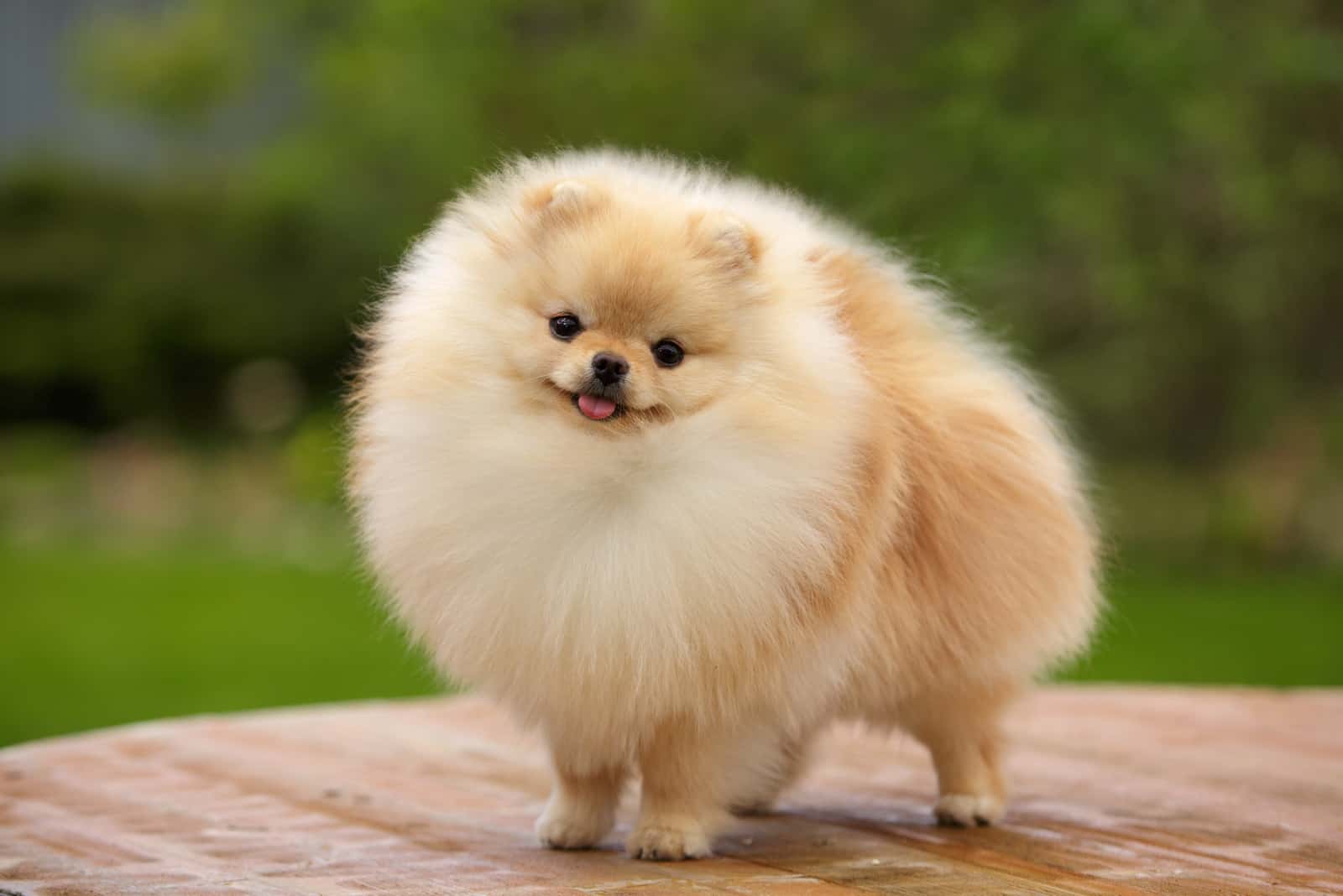 Pomeranian standing on table