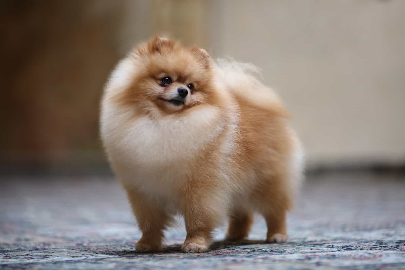 Pomeranian standing outside