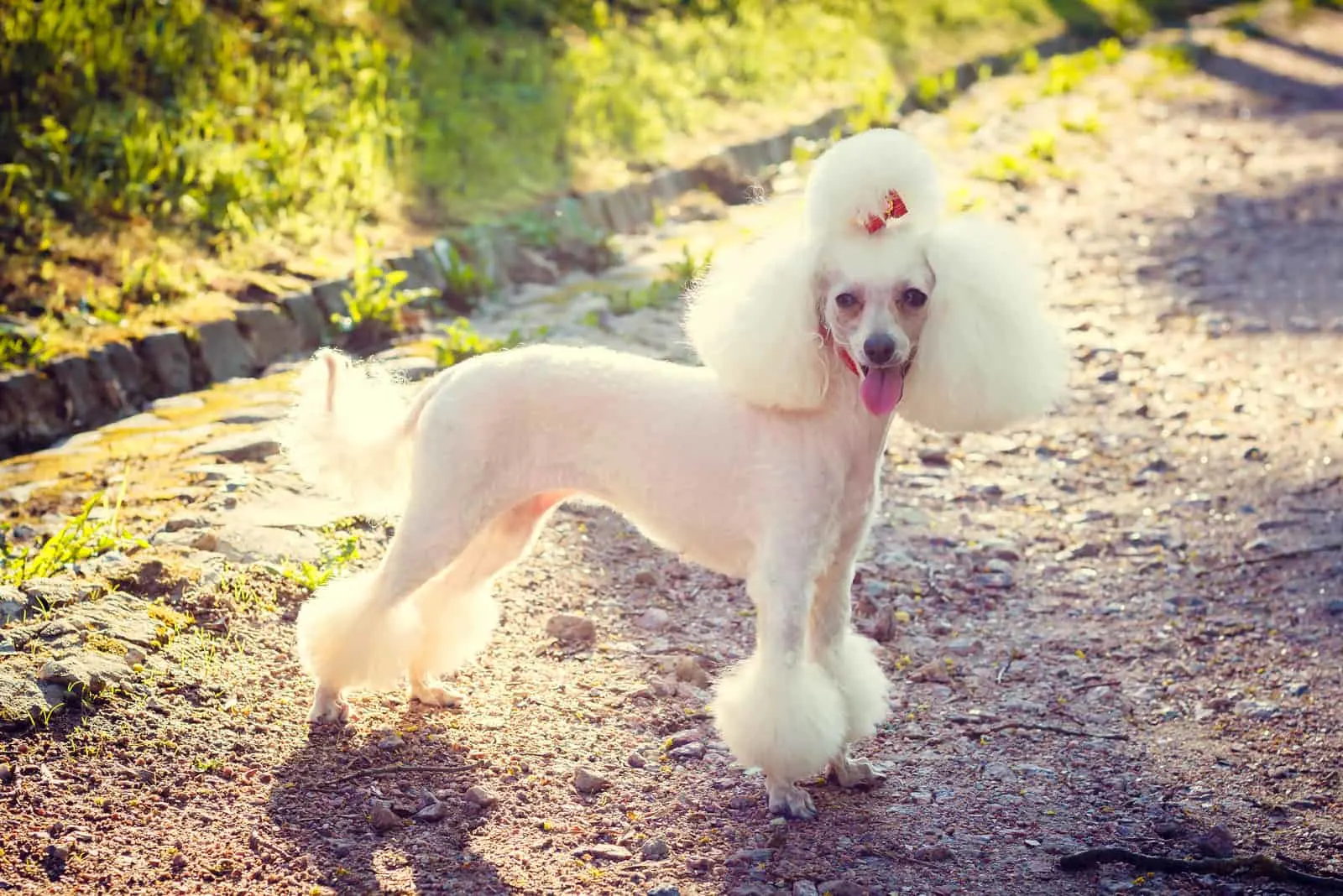 Princess Cut poodle