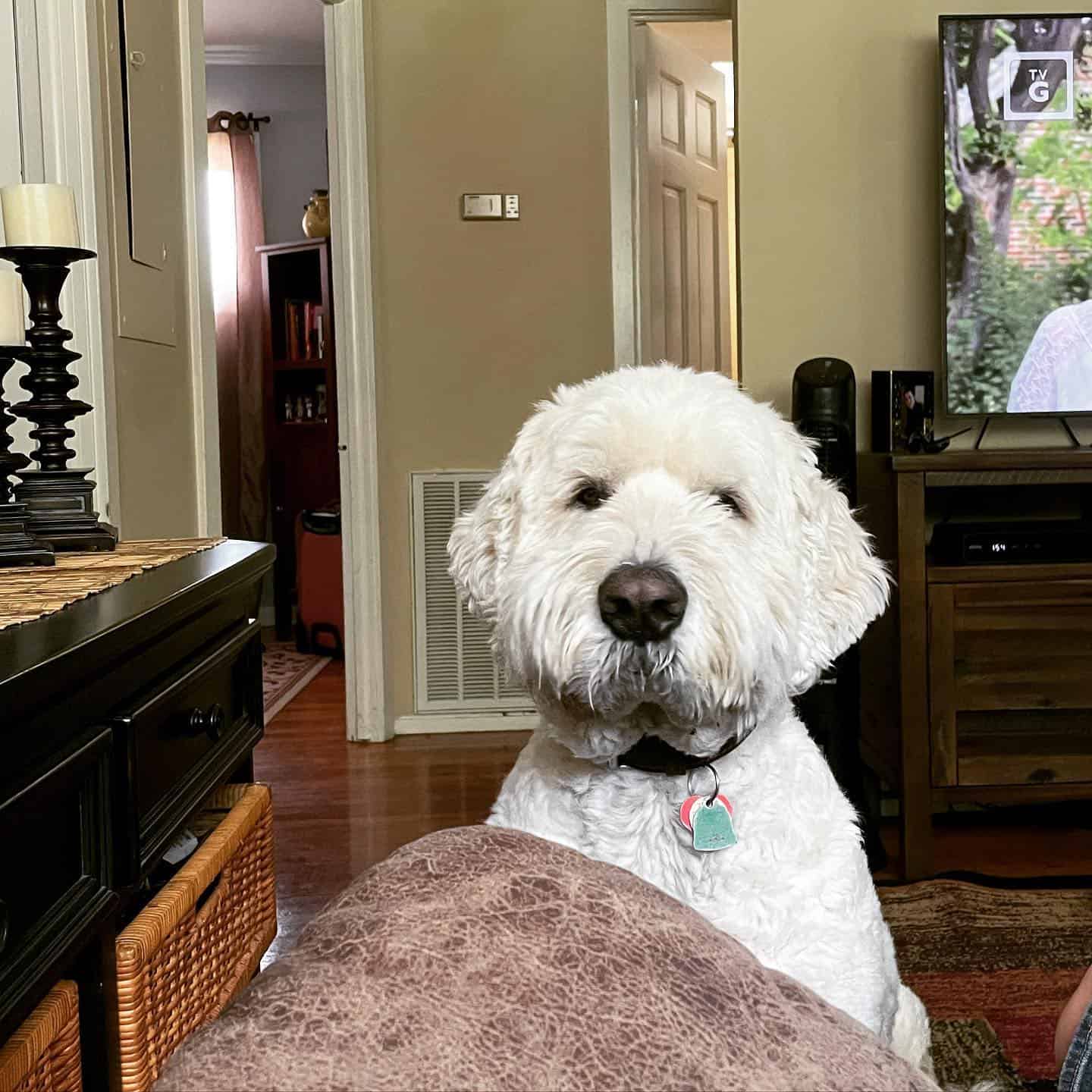 Pyredoodle dog sitting in the living room