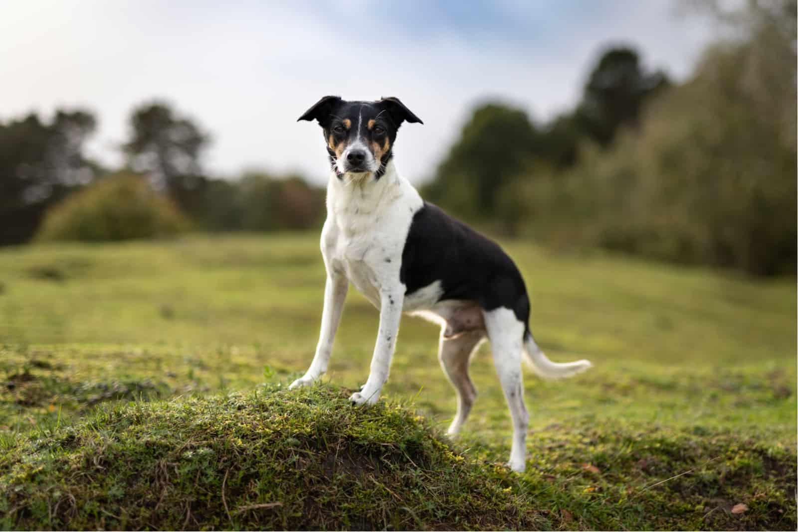 Rat Terrier posing for camera