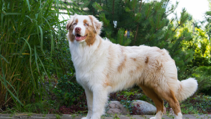 Red Merle Australian Shepherd – All About Their Nature