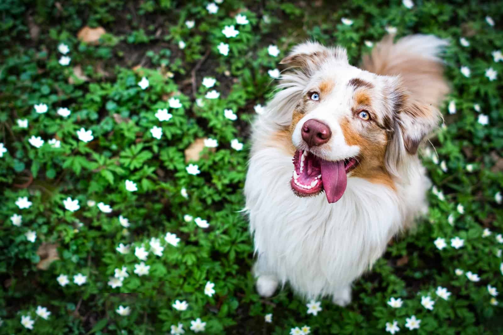 Red Merle Australian Shepherd sits in the grass and looks at the camera