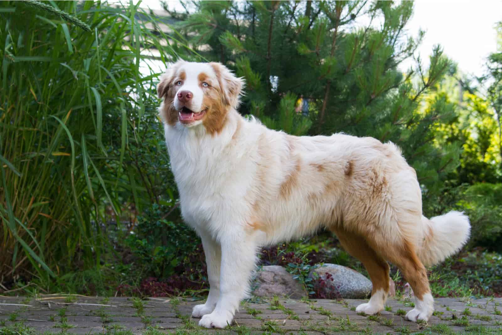 Red Merle Australian Shepherd stands and stares ahead