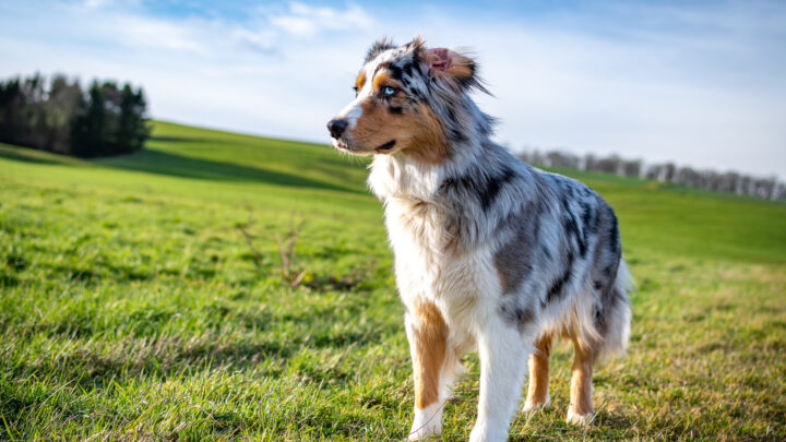 Blue Merle Australian Shepherd: All You Need To Know