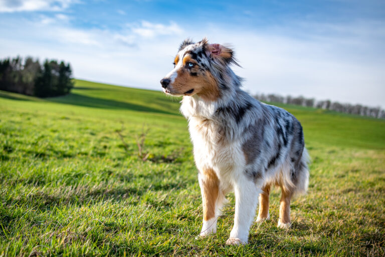 Dog australian shepherd blue merle standing on green gras