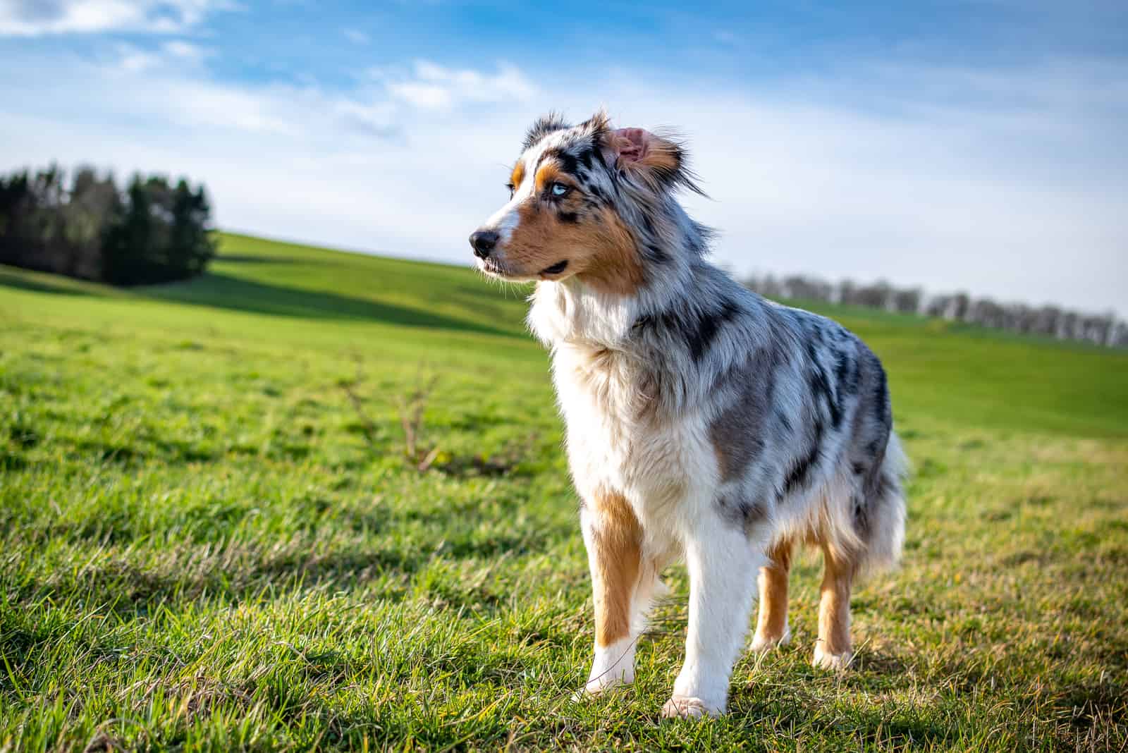 blue eyed tri australian shepherd