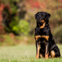 Rottweiler sitting on the grass