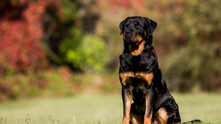 Rottweiler Growth Chart: The Ultimate Guide To Your Rottie’s Growth