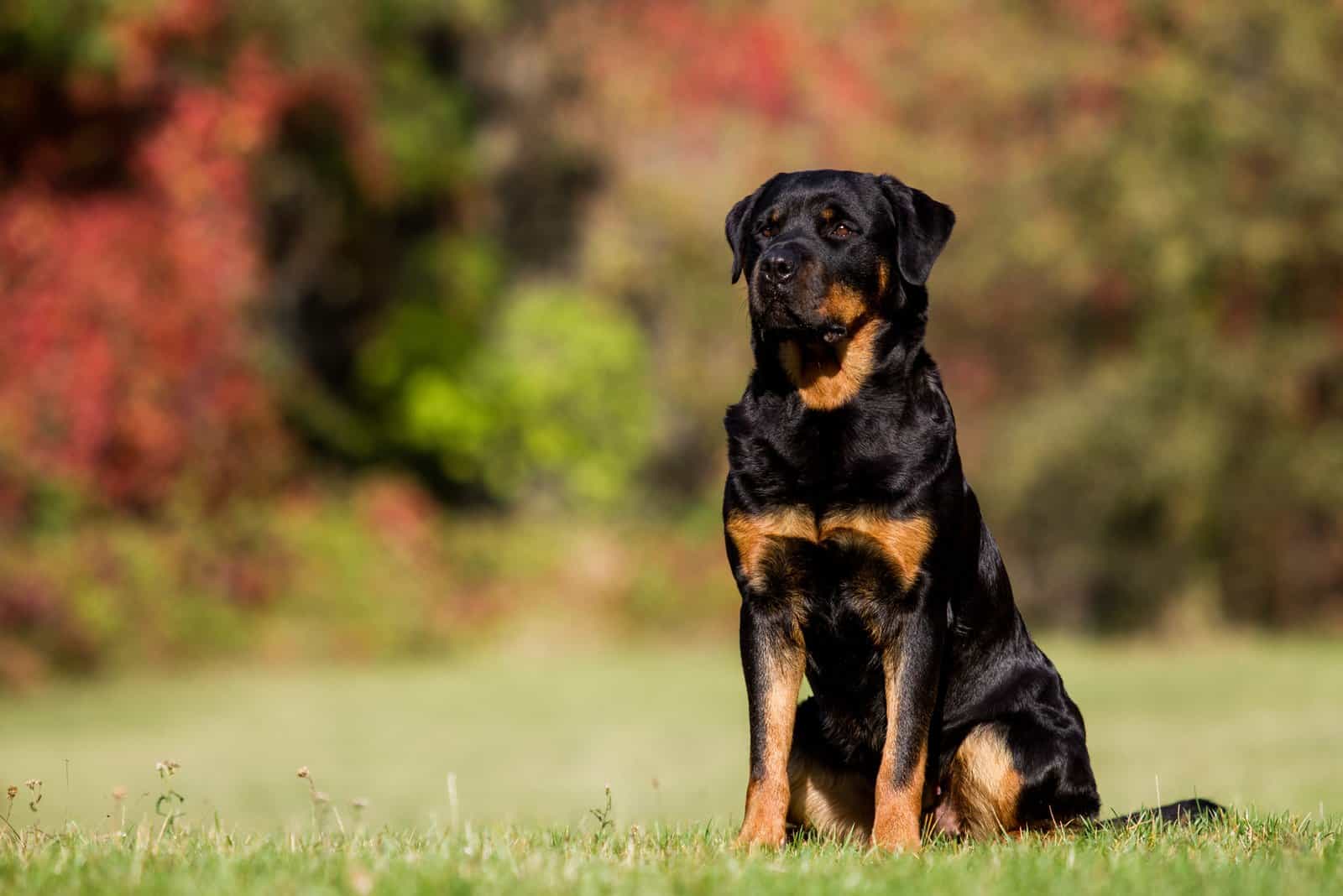 Rottweiler Growth Chart: The Ultimate Guide To Your Rottie’s Growth