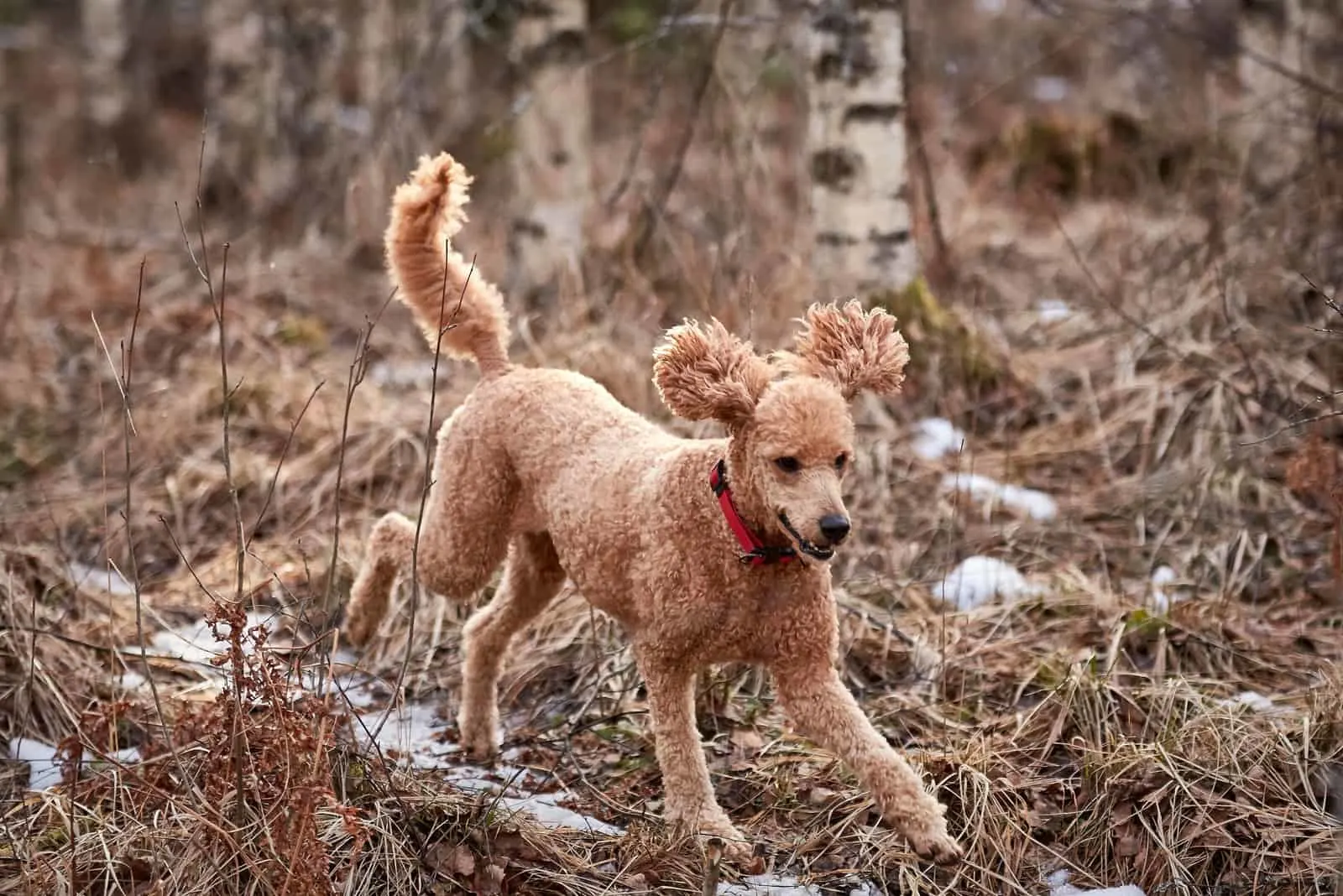 Royal Tail Cut poodle