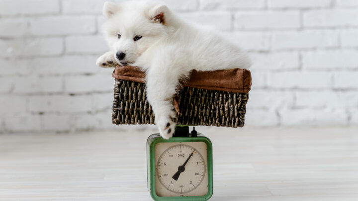 Samoyed Growth Chart: How Big Do Samoyeds Grow?