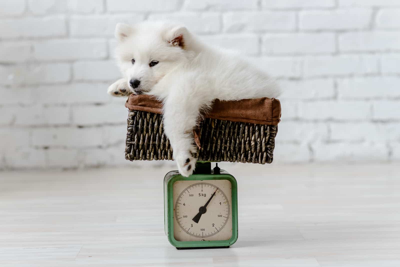 samoyed puppy on a scale