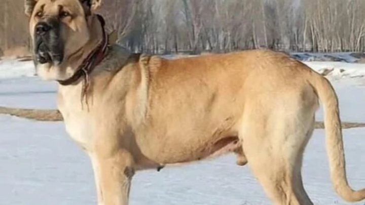 Sarabi Dog Up Close And Personal: Meet A Gentle Giant