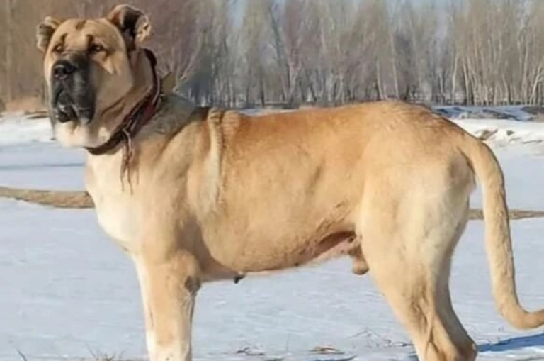 photo of a sarabi dog