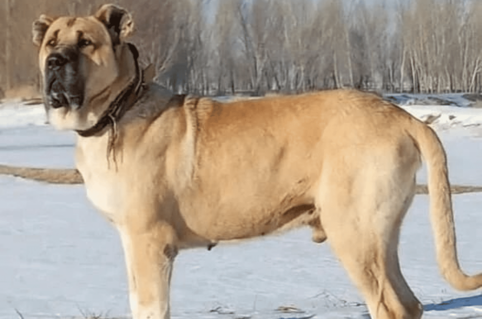 Sarabi Dog Up Close And Personal: Meet A Gentle Giant