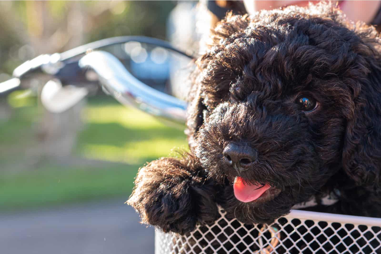 Schnoodle in basket