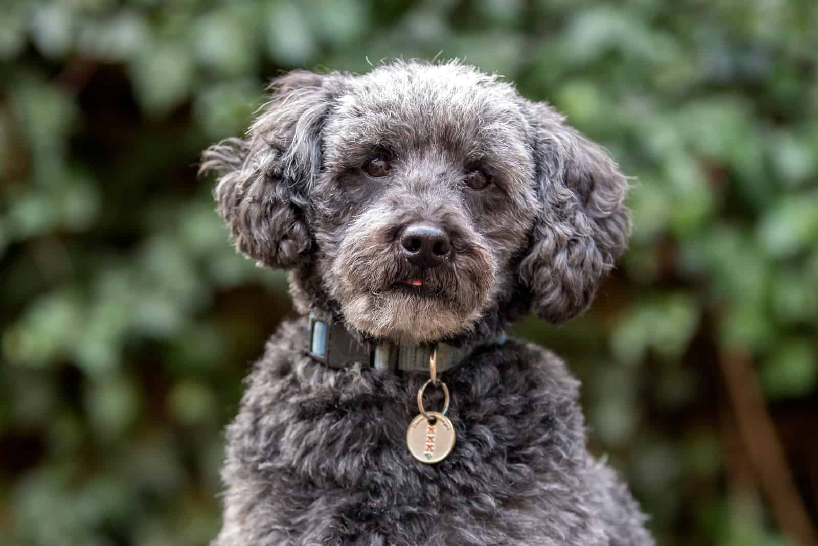 Schnoodle looking at camera