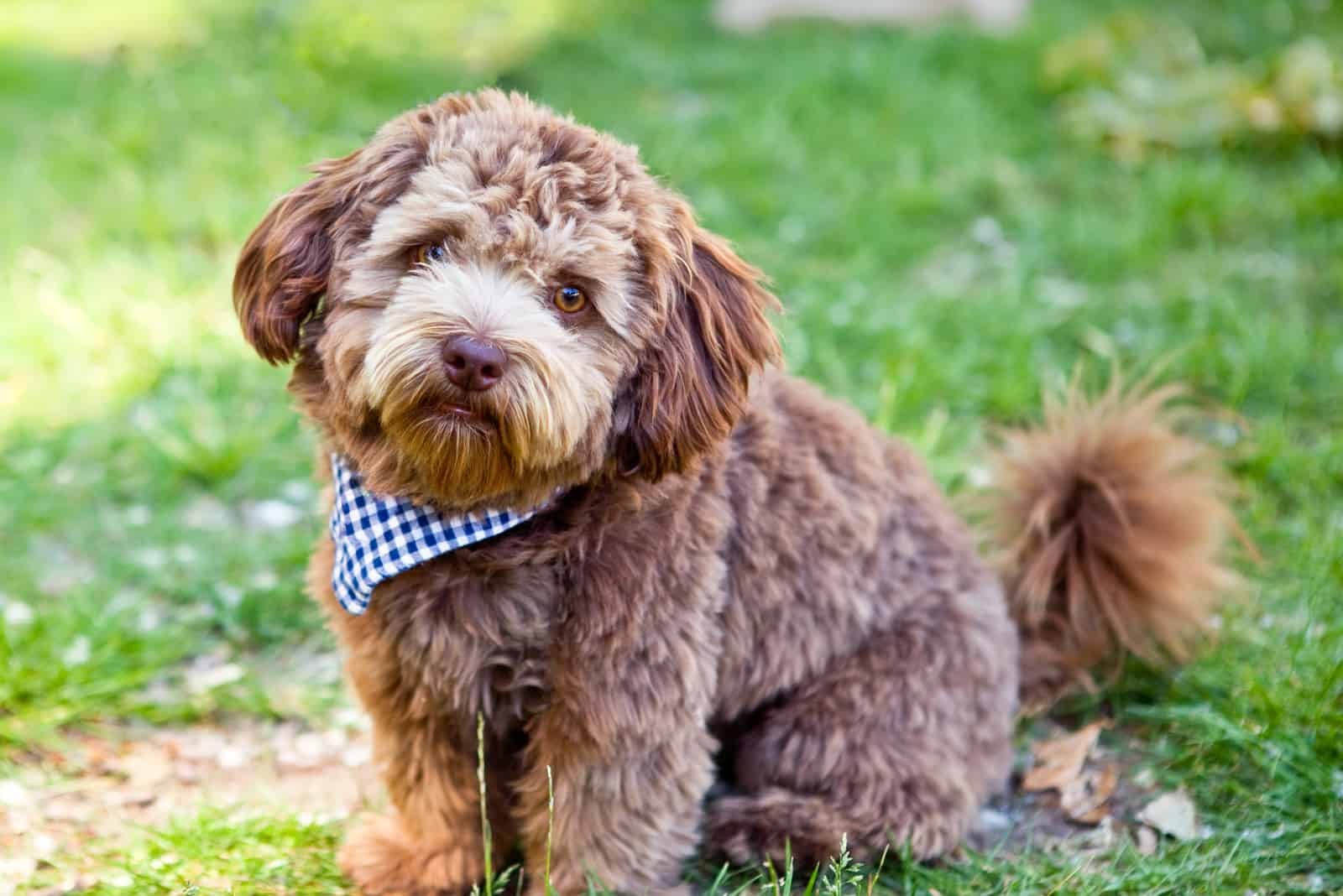 Schnoodle sitting on grass