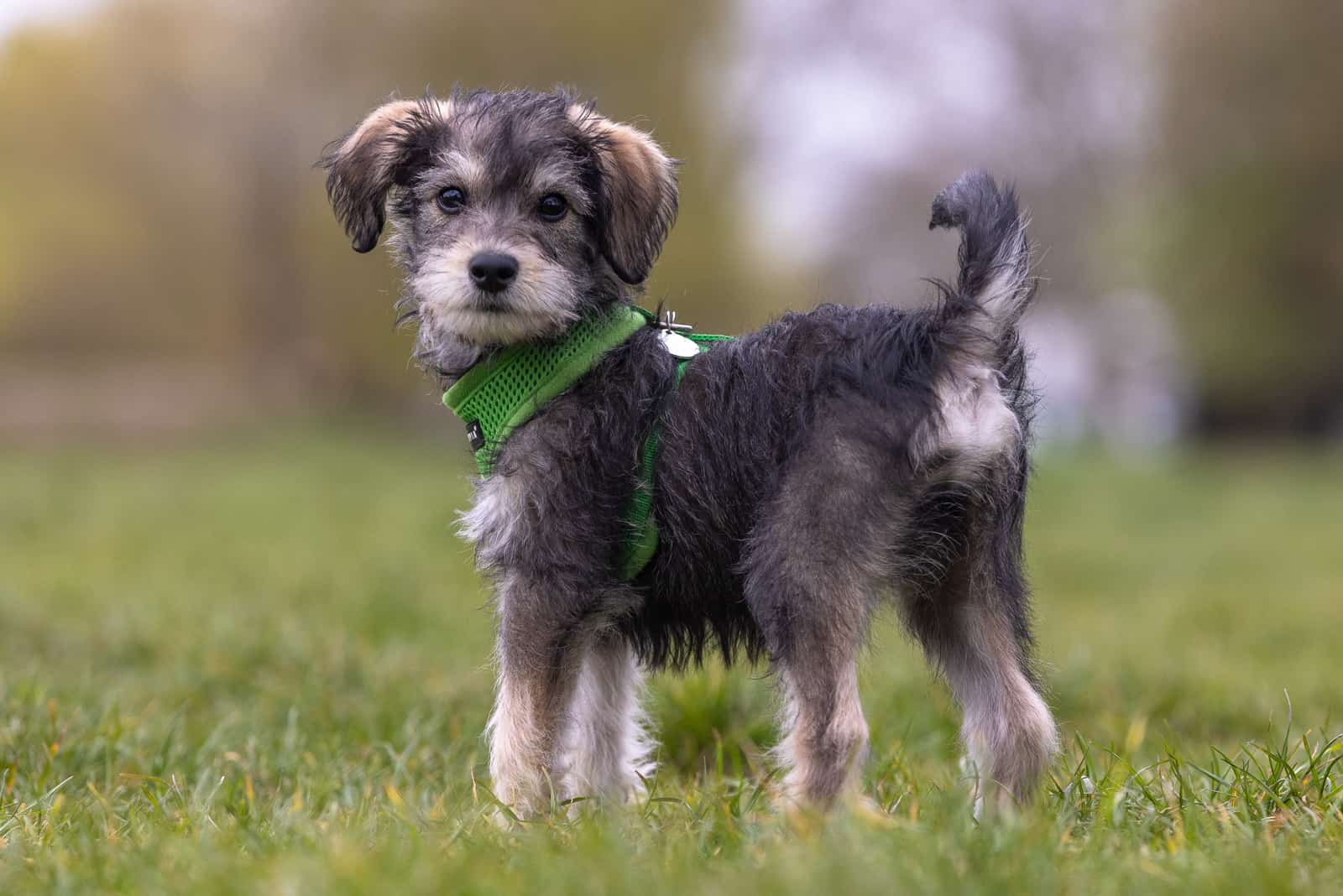 Schnoodle standing on grass looking at camera