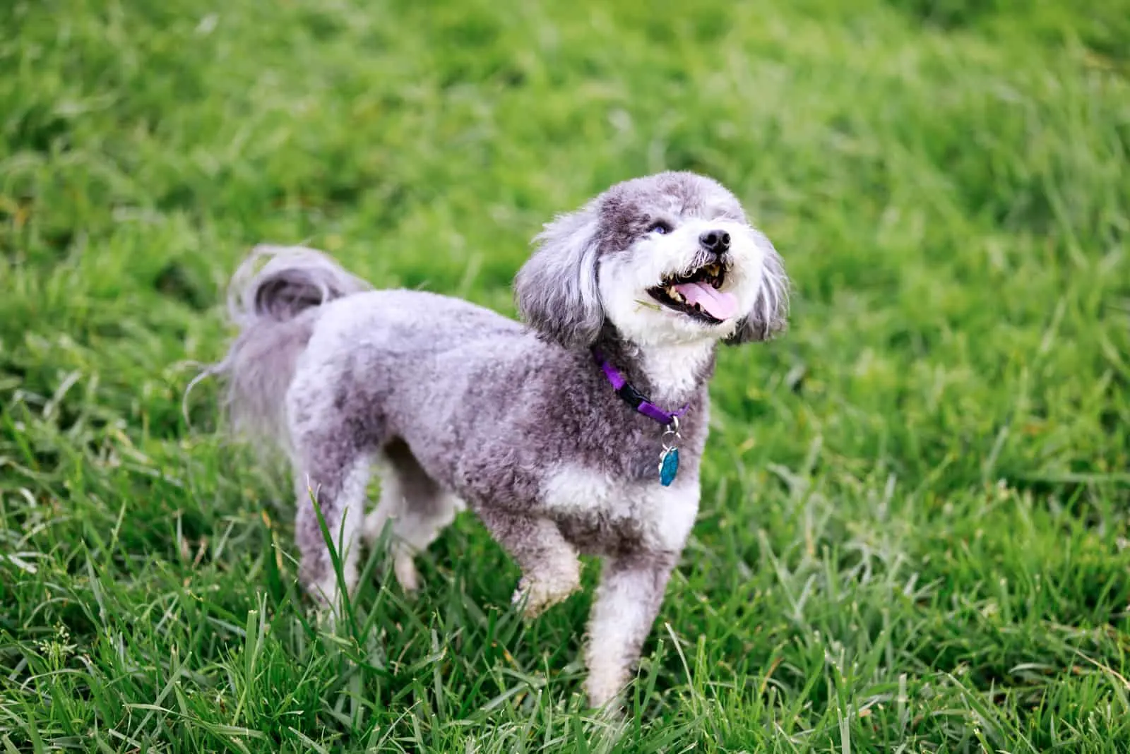 Schnoodle standing on grass outside