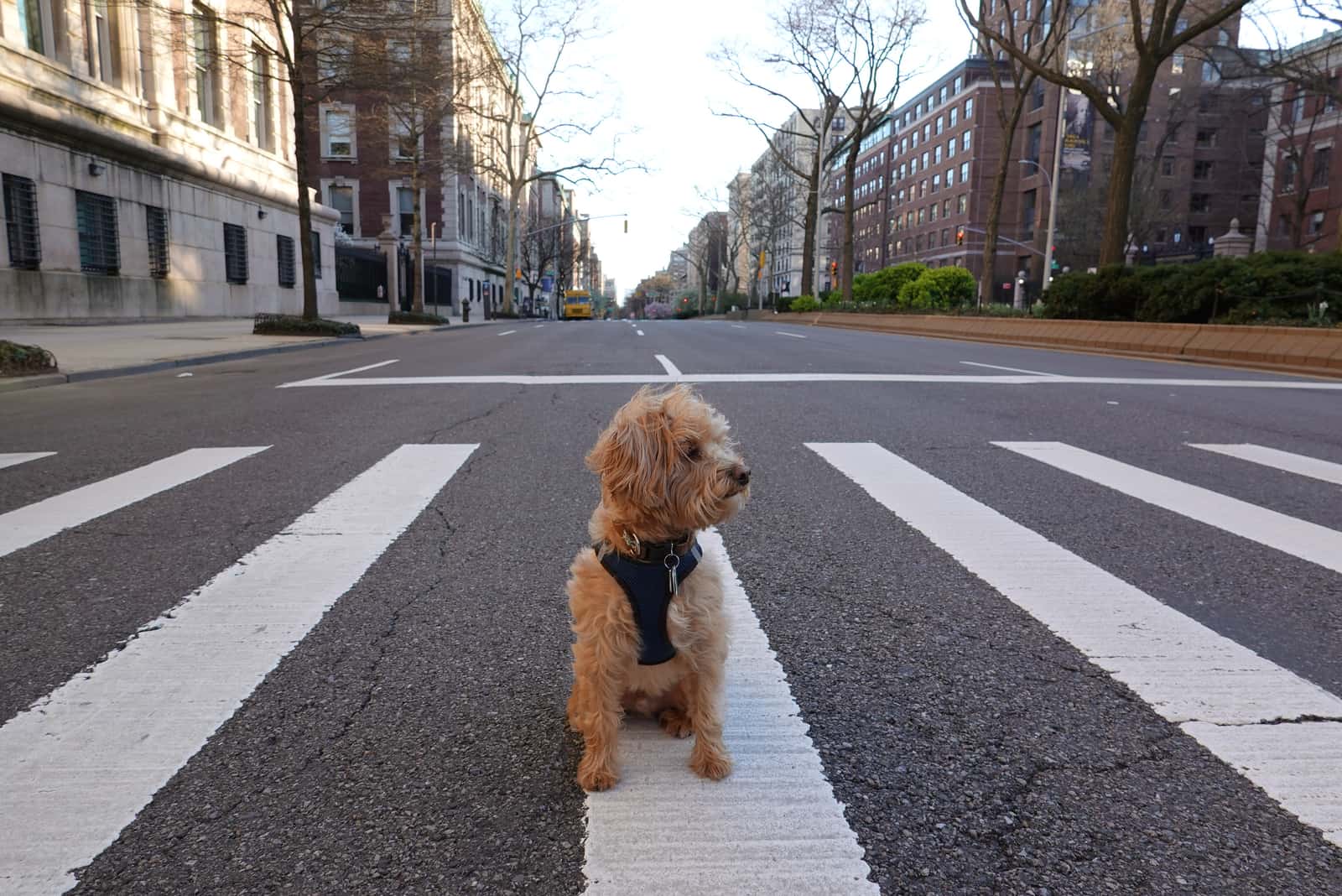 Schnoodle standing on road