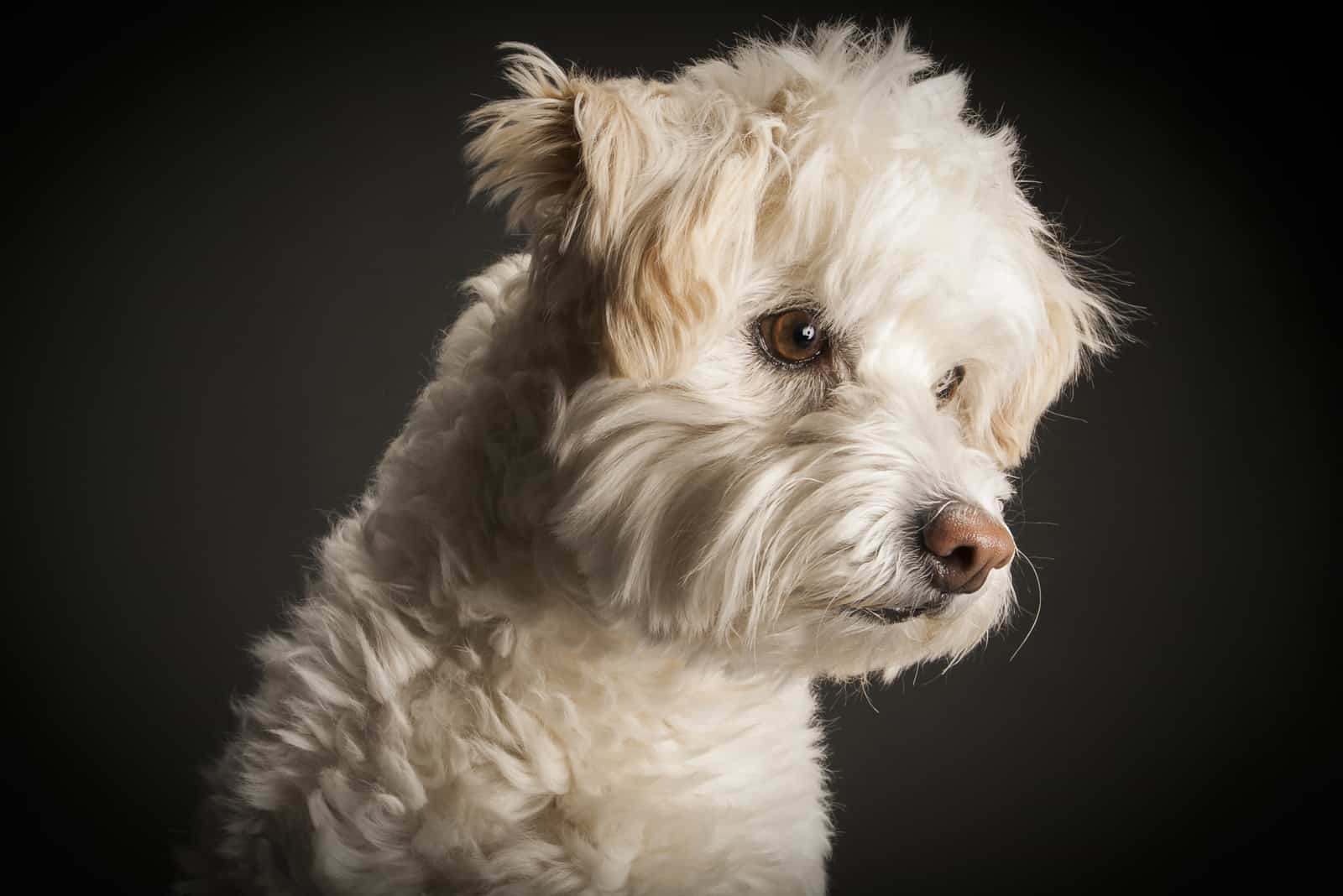 Schnoodle with black background